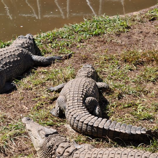 Kwena Gardens Crocodile Farm