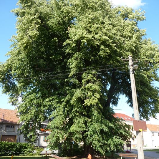 Tilia in Radslavice