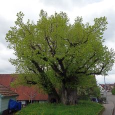 Gerichtslinde Wiesenbach