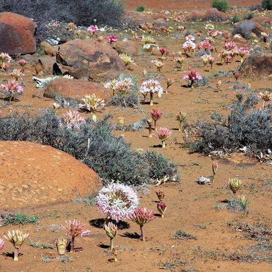 Hantam National Botanical Garden