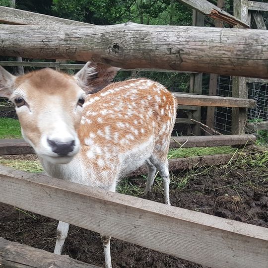 Park Czarnego Daniela