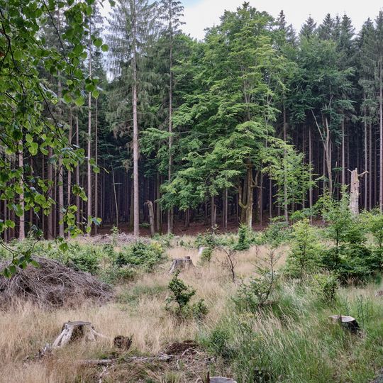 Přírodní rezervace Stráně Hamerského potoka