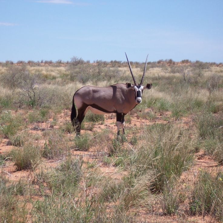 Kgalagadi-Transfrontier-Park