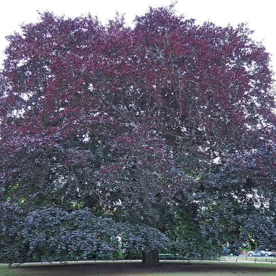Blut-Buche Althoffplatz