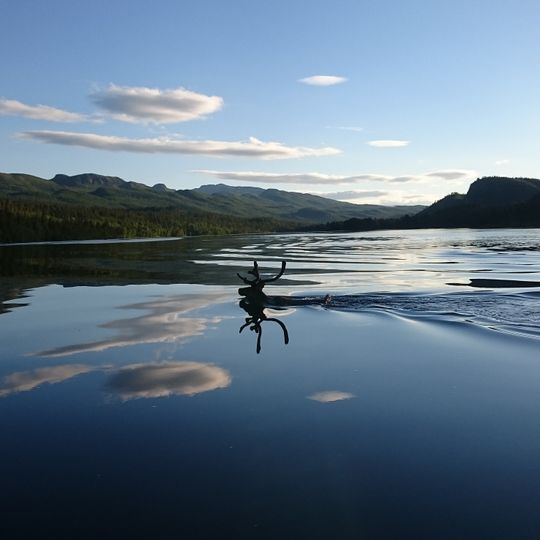 Laisdalens fjällurskog
