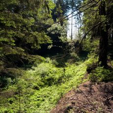 Pflanzenstandort bei Dietrichsweiler