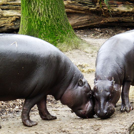 Parco nazionale di Sapo