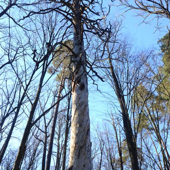 Poiaskivskyi forestry preserve