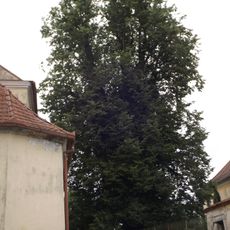 Lípa u fary v Kunžaku