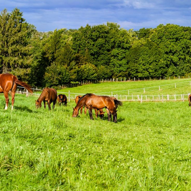 Aurillac National Stud