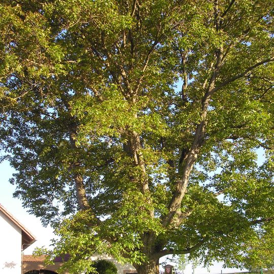 Ořešák v Kladinách