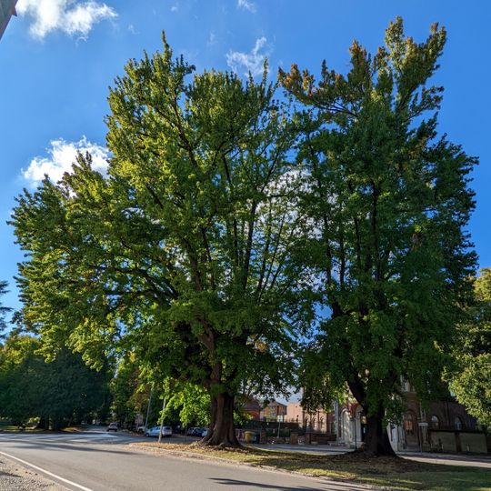 Insieme omogeneo di Liquidambar styracyflua L.