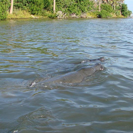 Mosquito Lagoon