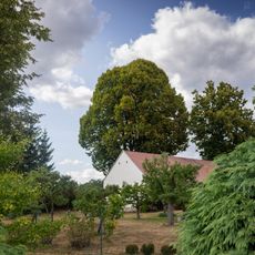 Divadelní lípa v Březí