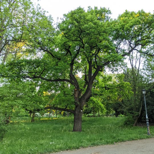Quercus robur in Sofia