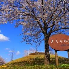 Narita Sakura no Yama