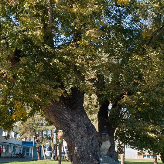 Lípa na Sokolském ostrově