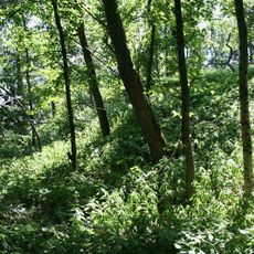 Burgwall Alt Brieselang