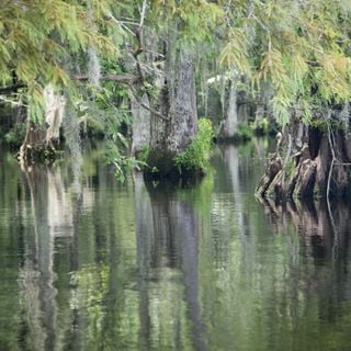 Arboreto Statale della Louisiana