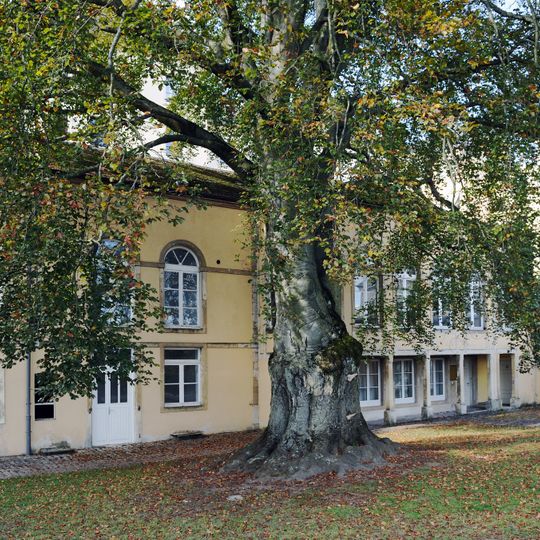 Fagus sylvatica, Lëtzebuerg City Museum