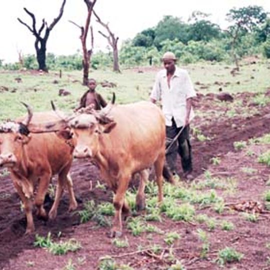 Prefettura di Mandiana