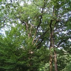 Oaks in Krásnohorské Podhradie