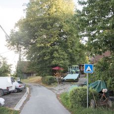 Tilia cordata in Skuhrov