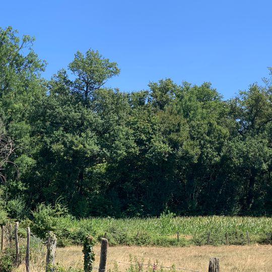 Bois de Cormorey