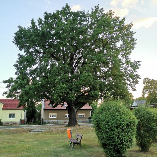 Naturdenkmal Stieleiche Dorfaue in Papitz