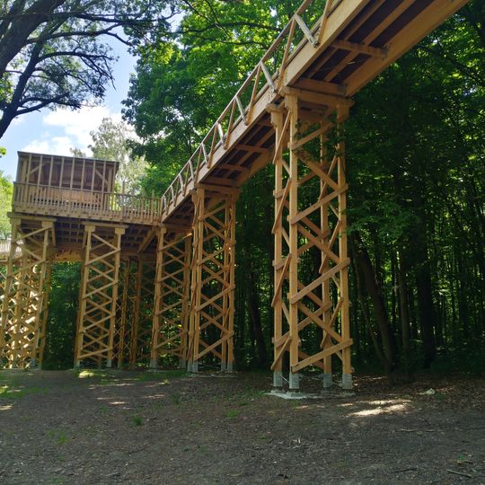 Ścieżka w koronach drzew