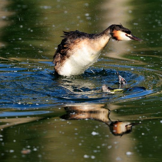 Pleidelsheimer Wiesental mit Altneckar