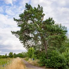 Borovice lesní v Rovensku pod Troskami
