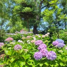 Bannosu Park