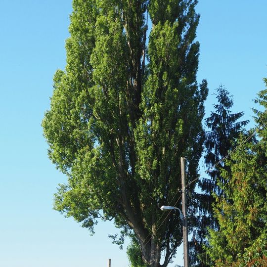 Säulen-Pappel Leeraue 10