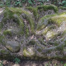 Bird bath, two lizards