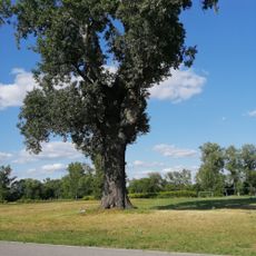 Topola biała "Lasowianka"