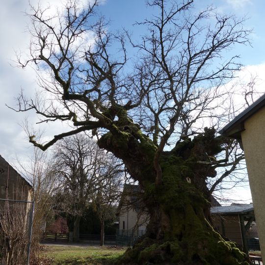 Naturdenkmal Mehrhundertjähriger Rüster Kienbaum,<br />am Kindergarten in Kienbaum