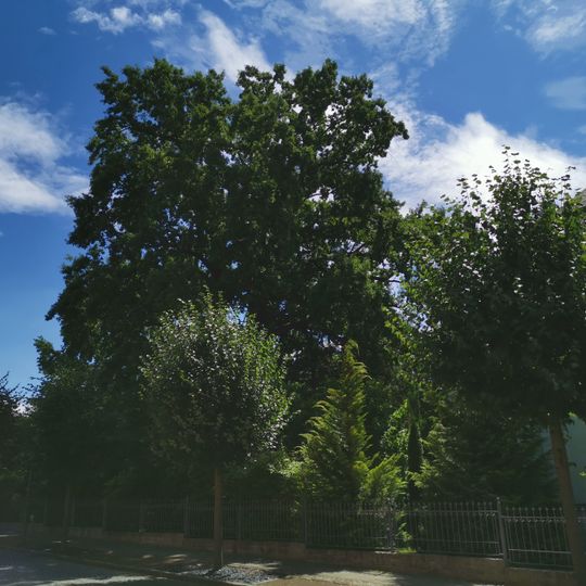 Naturdenkmal Stieleiche