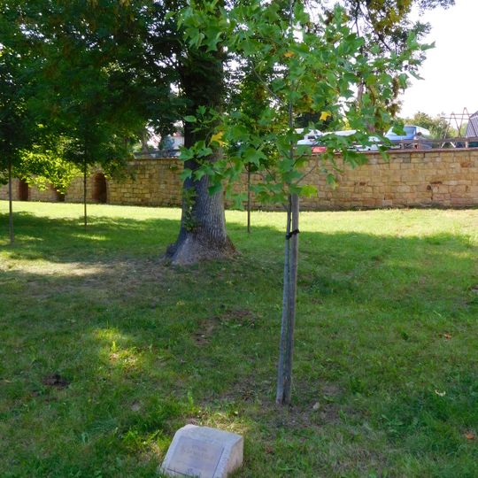 Olga Havlová tree in Jičín