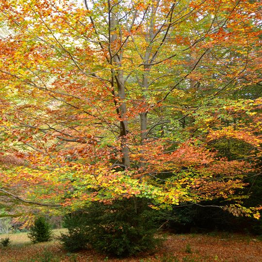 Bosc de la Baga de Gresolet