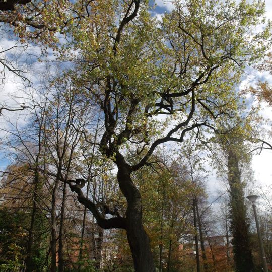 Naturdenkmal [[Eichen