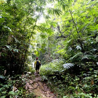 Bosque estatal de Guajataca