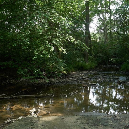 Auenwald mit Teichen zwischen Buchenbach und Mühlkanal