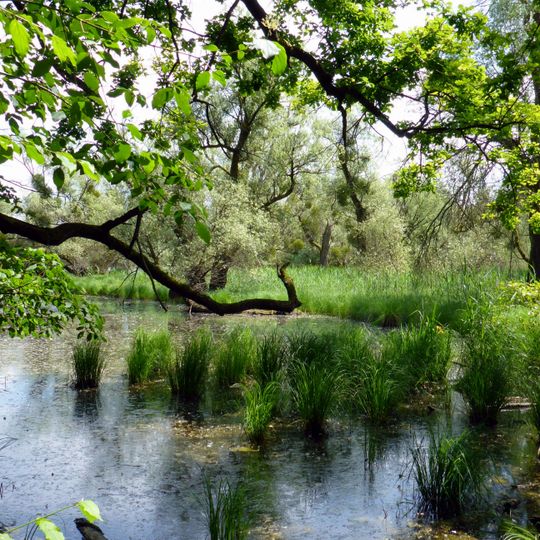 Altrhein Neuburgweier