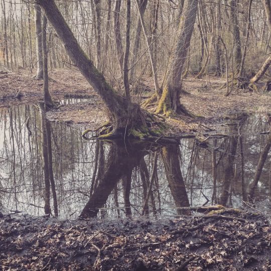 Schifflache bei Großauheim
