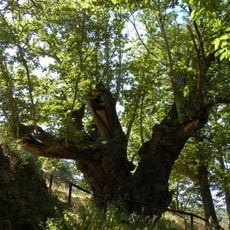 Castiñeiro de Pumbariños