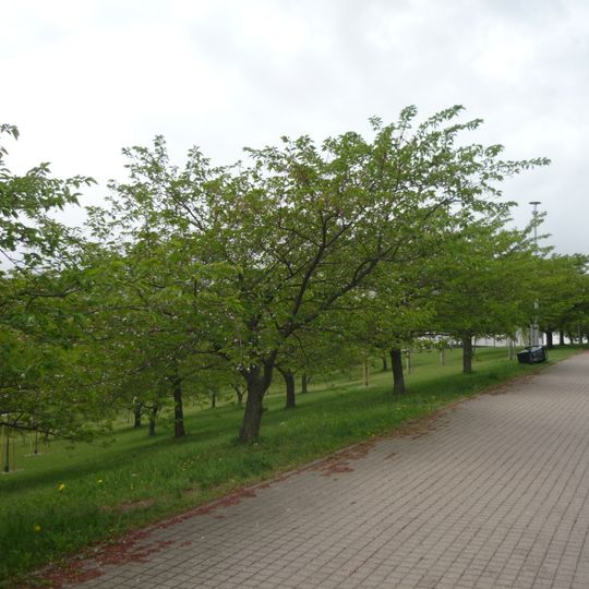 Chiune Sugihara Sakura Park