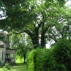 Duby letní v Běstvině