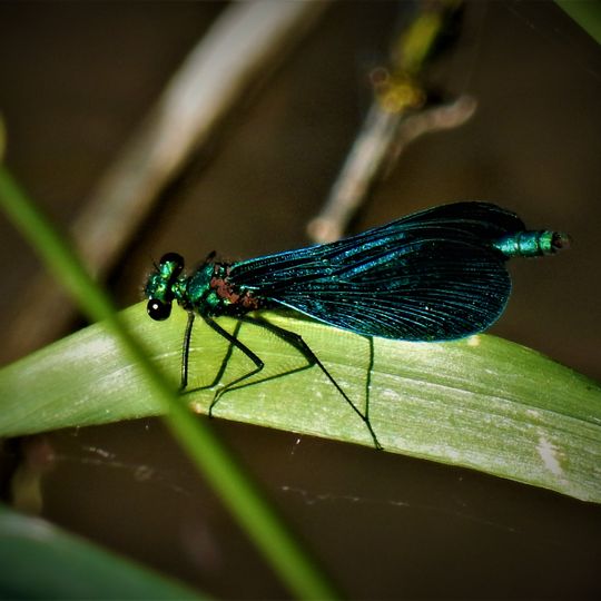 Salzstellen bei Sülldorf