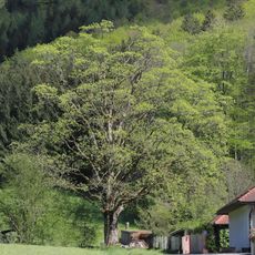 Bergahorn von Molln